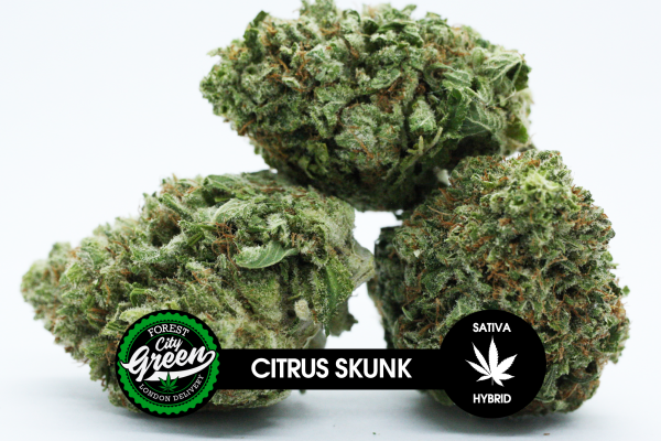 Citrus Skunk B forestcitygreen