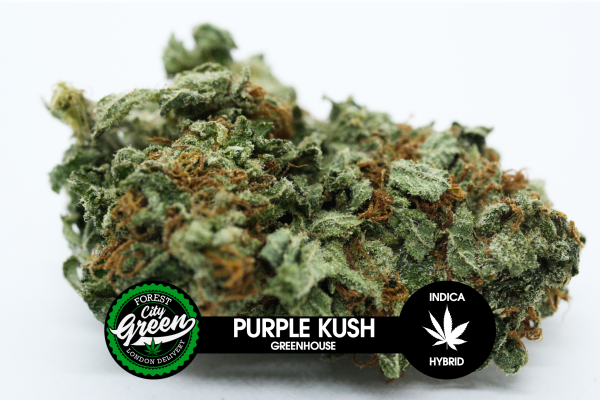 Purple Kush Greenhouse forestcitygreen