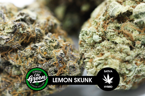 Lemon Skunk forestcitygreen