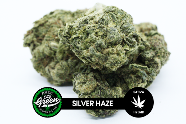 Silver Haze forestcitygreen