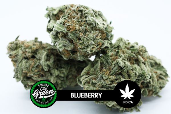 Blueberry forestcitygreen