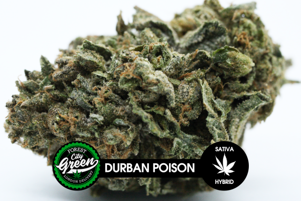 Durban Poison II forestcitygreen