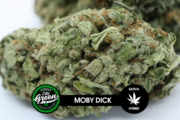 Moby Dick forestcitygreen