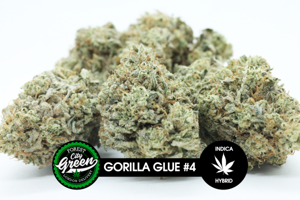 Gorilla Glue 4 forestcitygreen