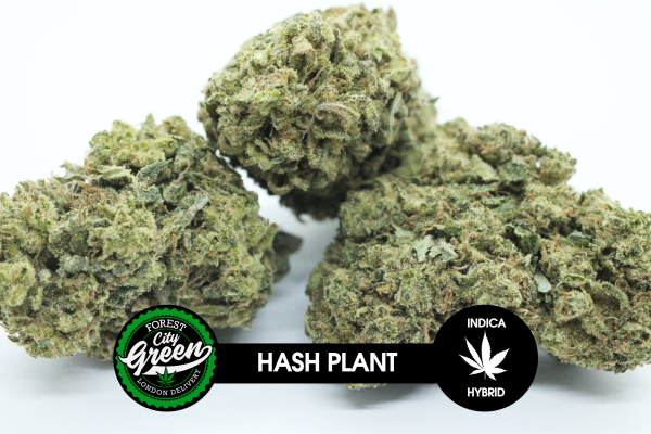 Hash Plant forestcitygreen