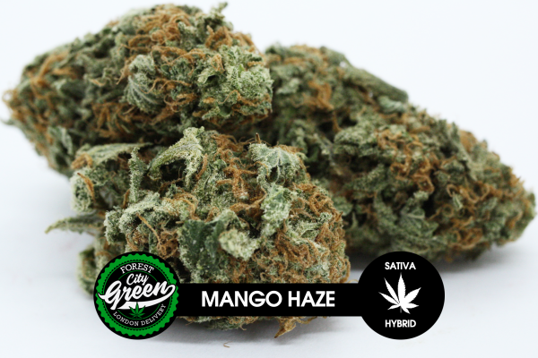 Mango Haze forestcitygreen