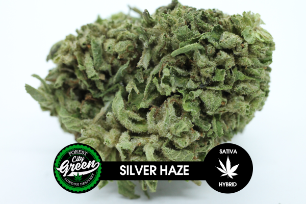 Silver Haze B forestcitygreenSilver Haze B forestcitygreen